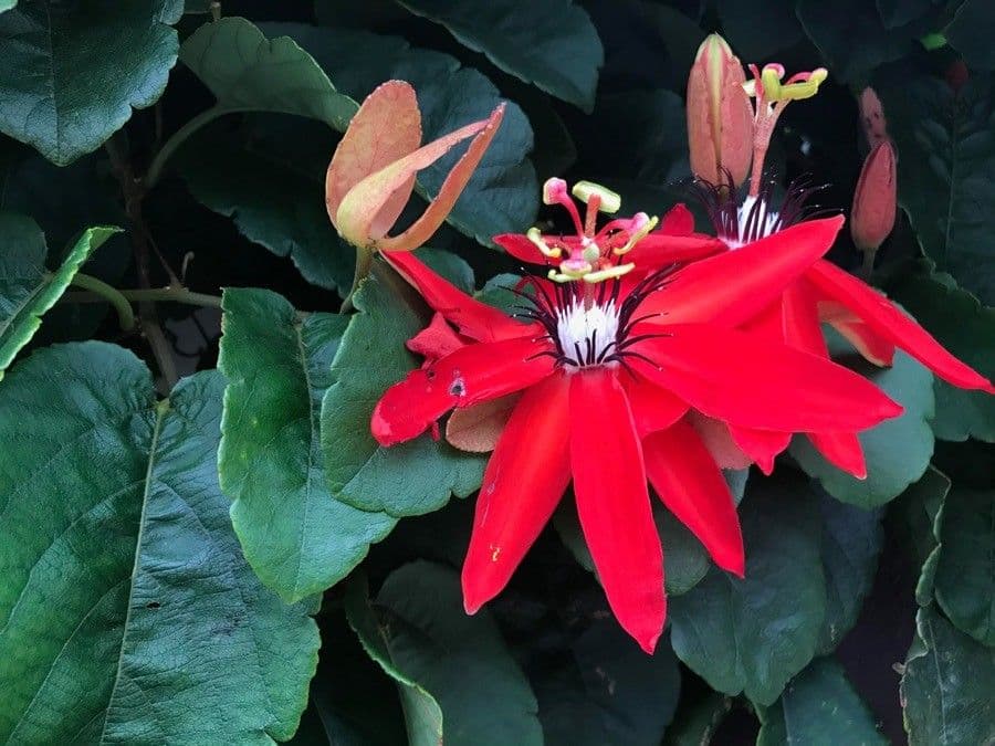 Passiflora 5