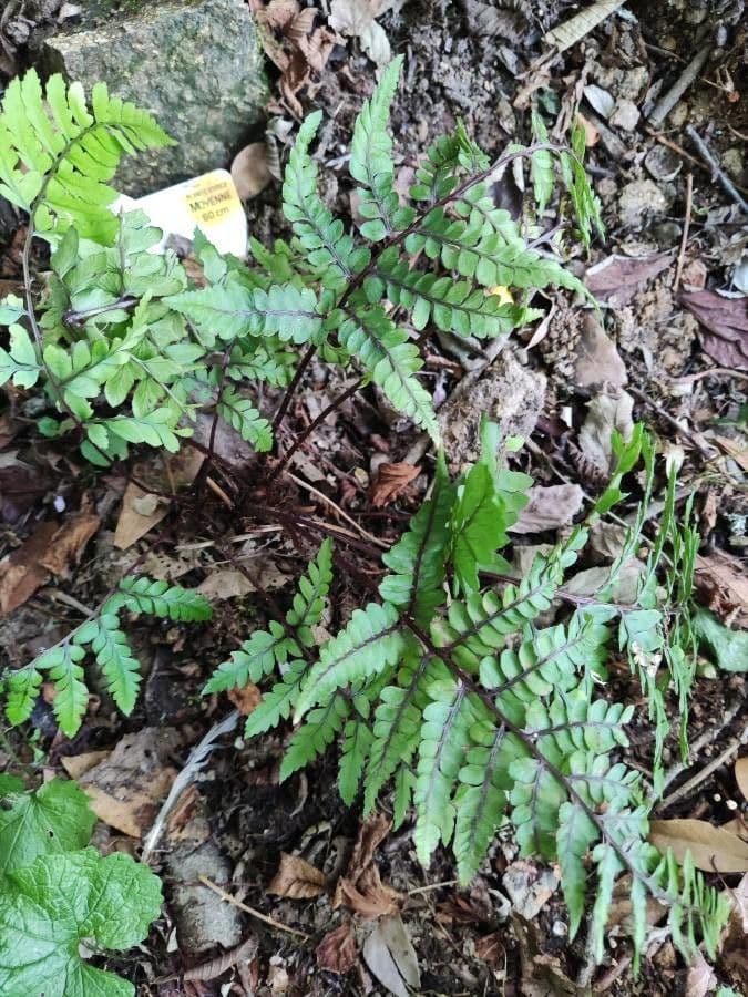 Athyrium 7