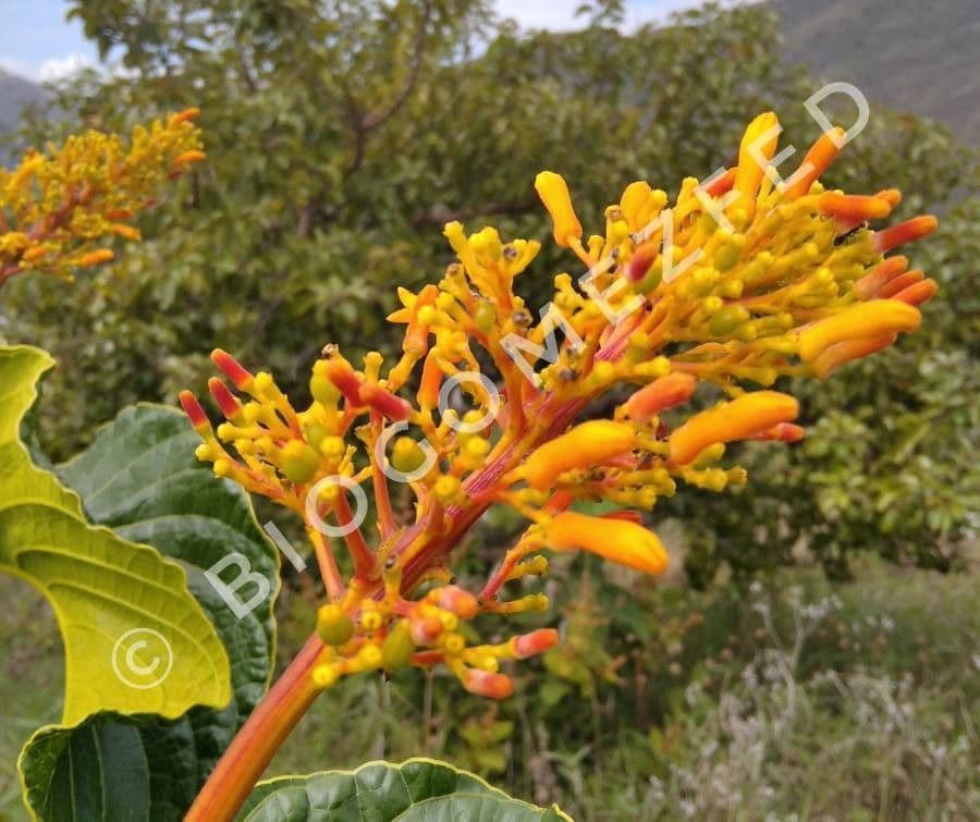 Palicourea rigida 4