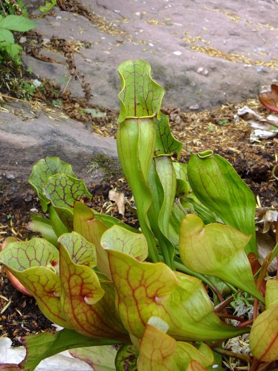 Rote Schlauchpflanze 14