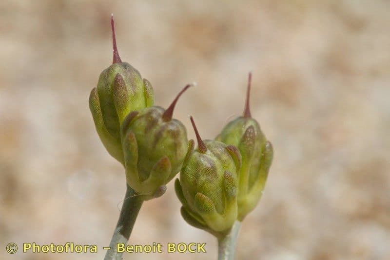 Linaria gialla 2