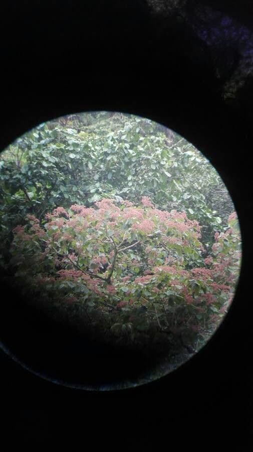 Heliocarpus 10