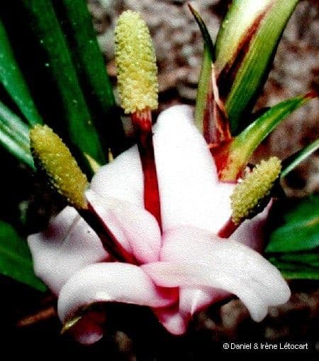 Freycinetia 6
