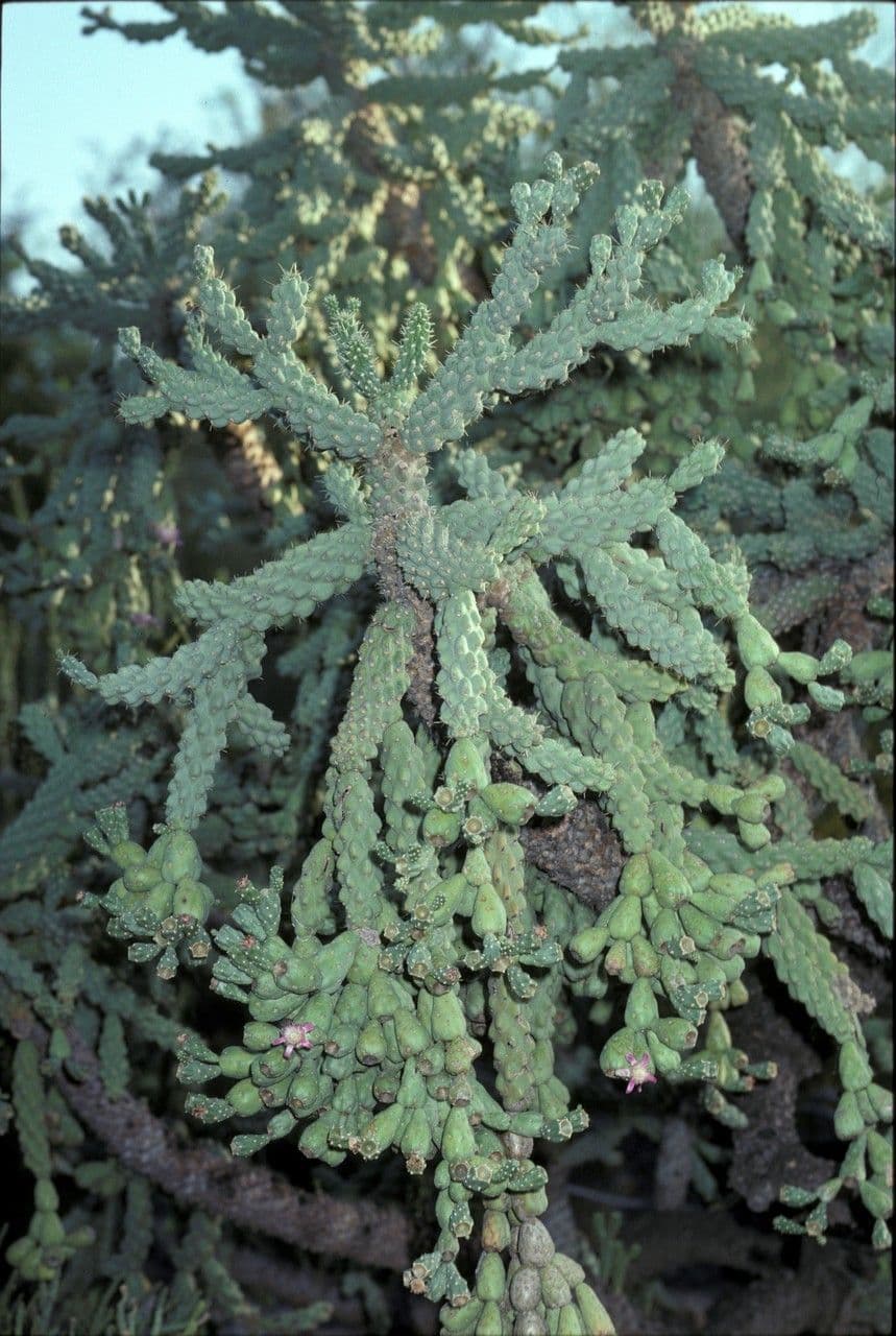 Feuer-Cholla 3