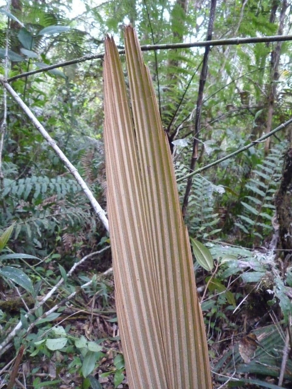 Ceroxylon 5