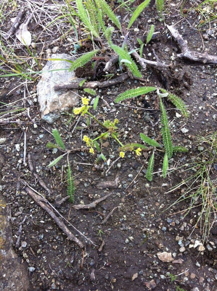 Sanicula tuberosa 7