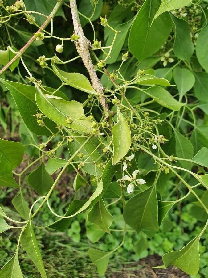 Euonymus maackii 5