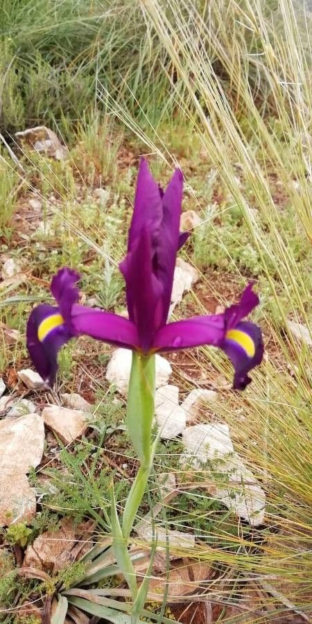 Iris xiphium 23