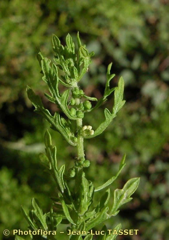 Chénopode multifide 19