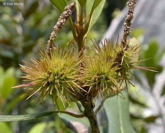 Chrysolepis sempervirens 2