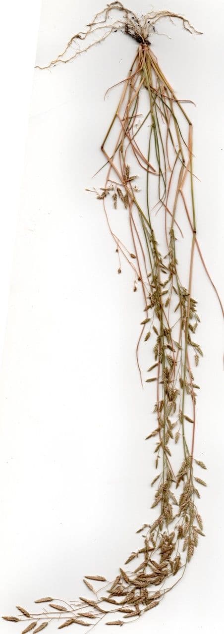 Eragrostis pectinacea 6