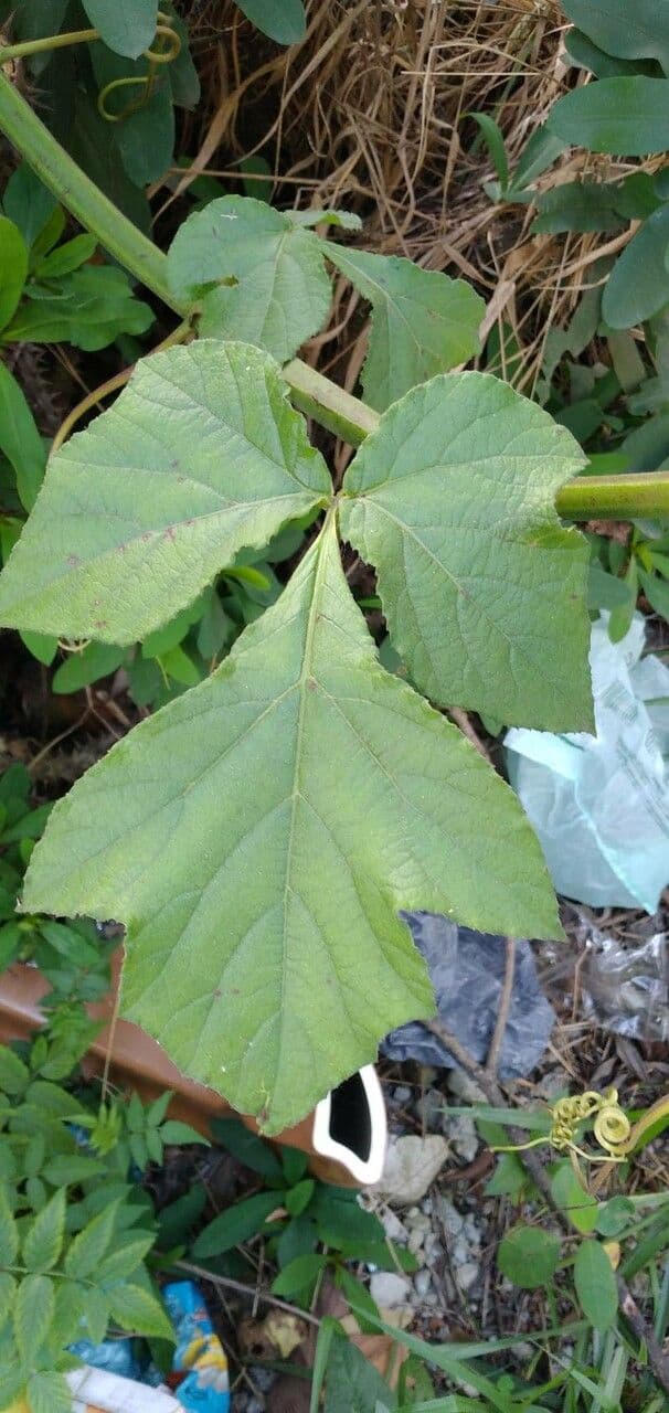 Cissus sulcicaulis 5