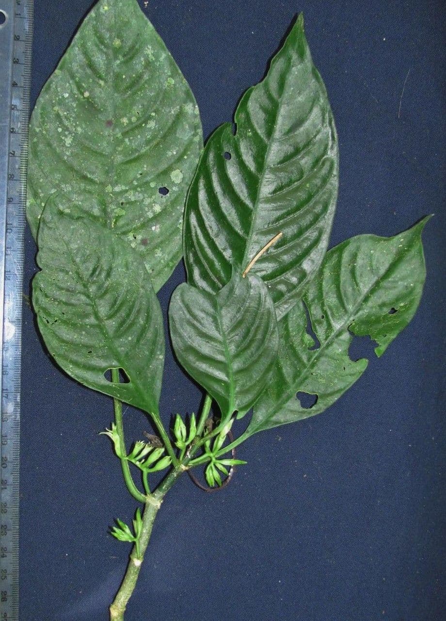Hoffmannia 5