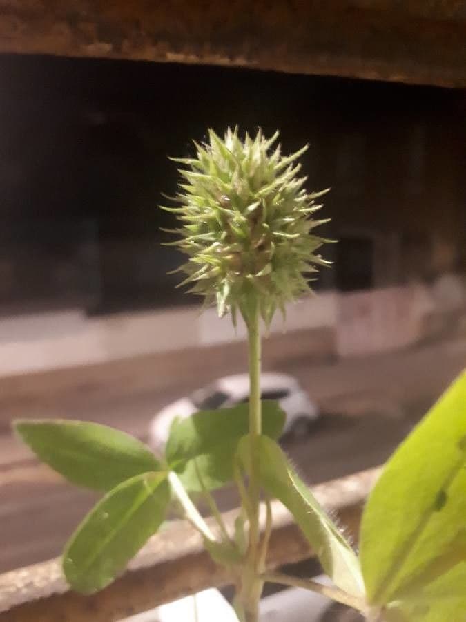 Teasel clover