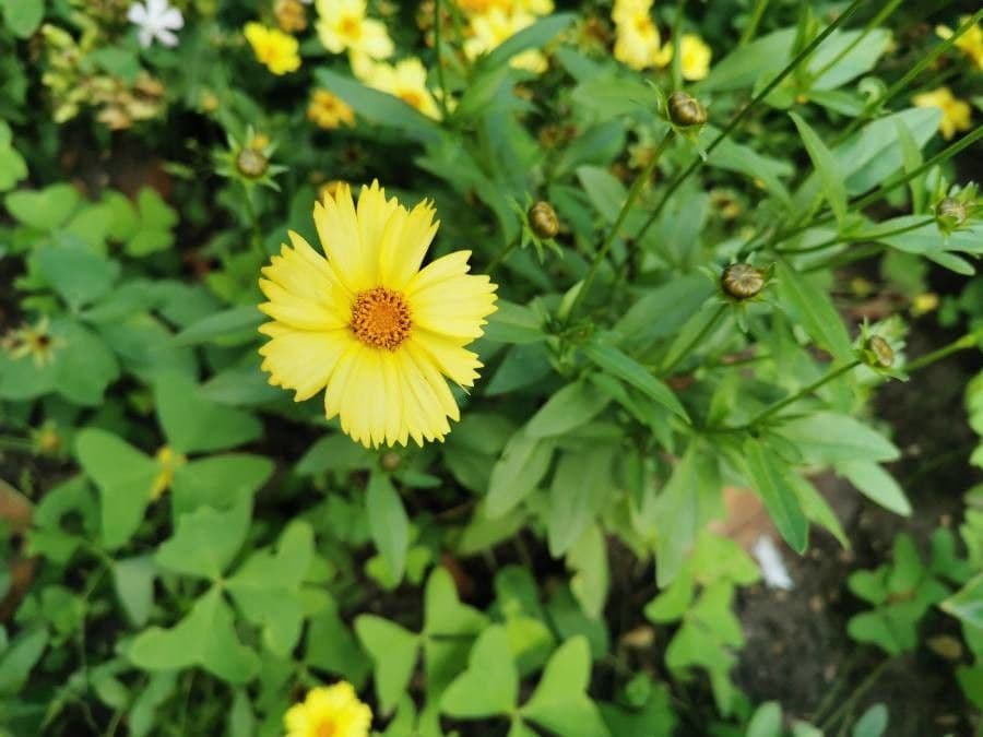 Coreopsis grandiflora 14