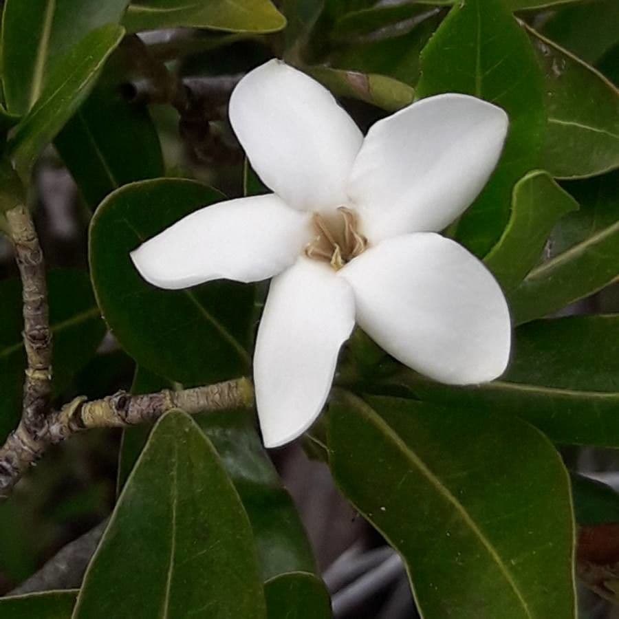 Gardenia 10