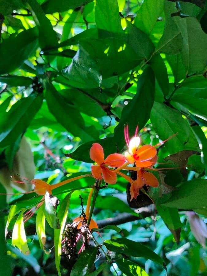 Saraca indica 8