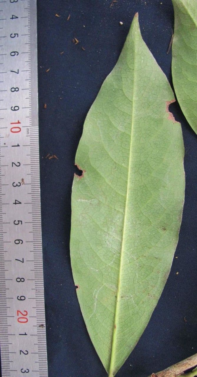 Erythroxylum 22