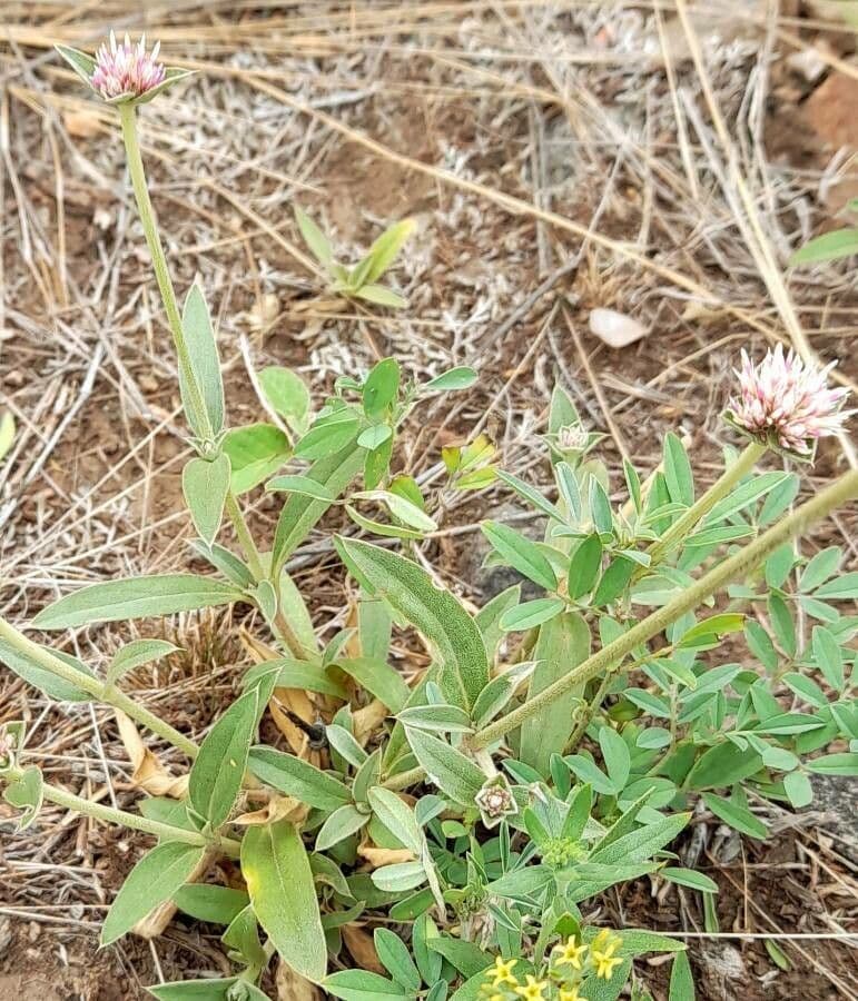 Gomphrena 3