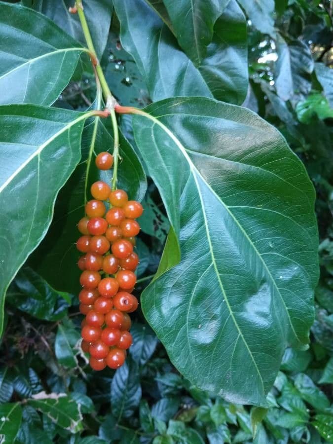 Citharexylum 29