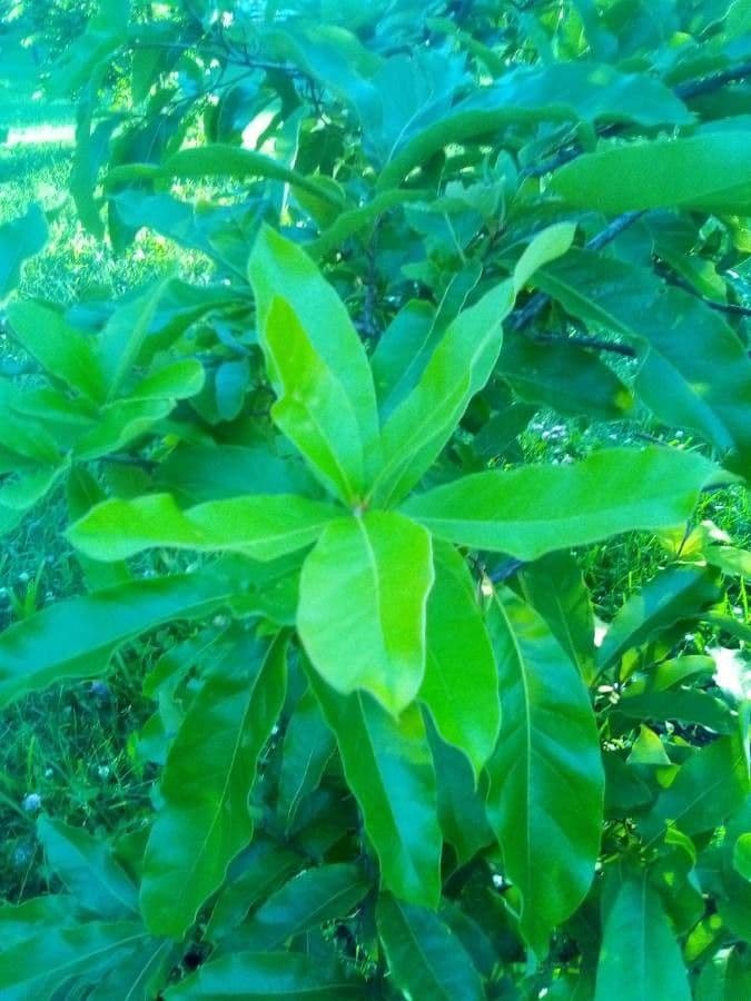Roble teja 13
