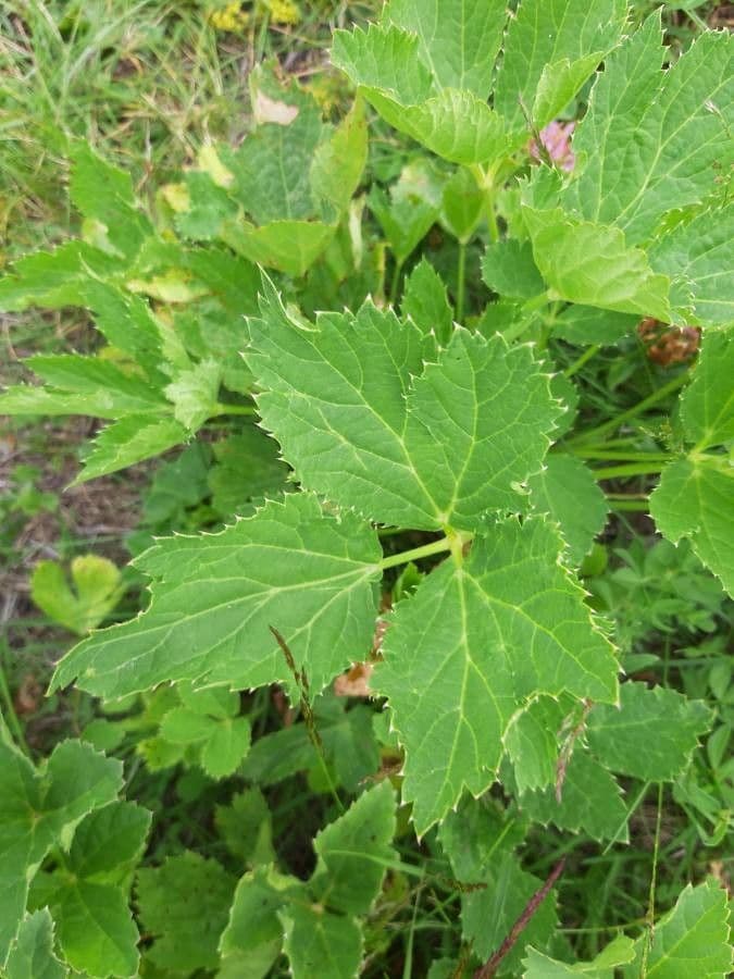 Meduňka lékařská 12