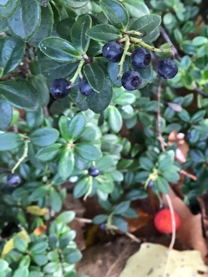 Brusnice chocholičnatá