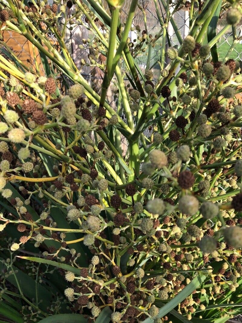 Panicaut à feuilles de pandanus