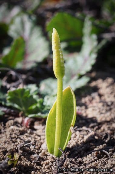 Ophioglossum californicum 9