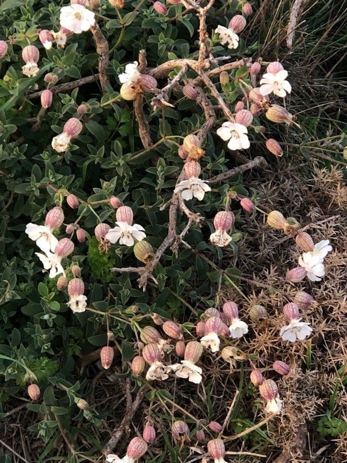 Silene a un fiore 15
