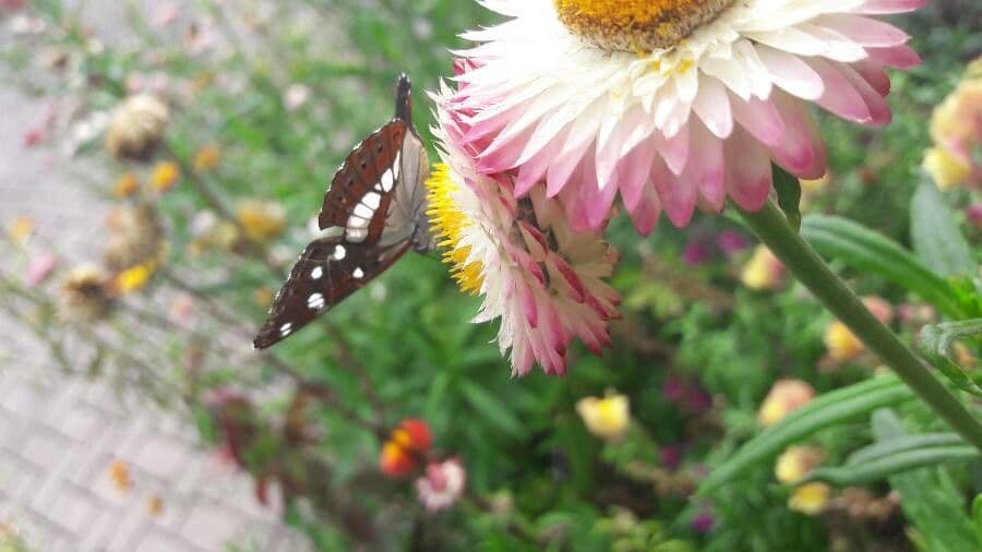 Xerochrysum 4