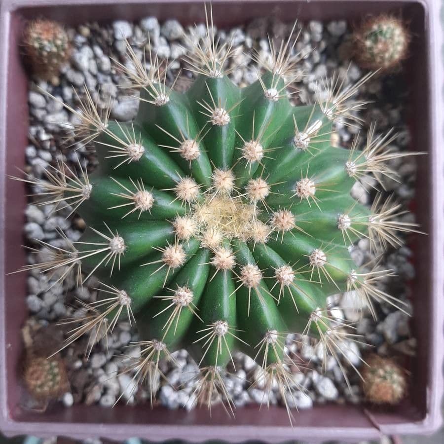 Coleocephalocereus 3