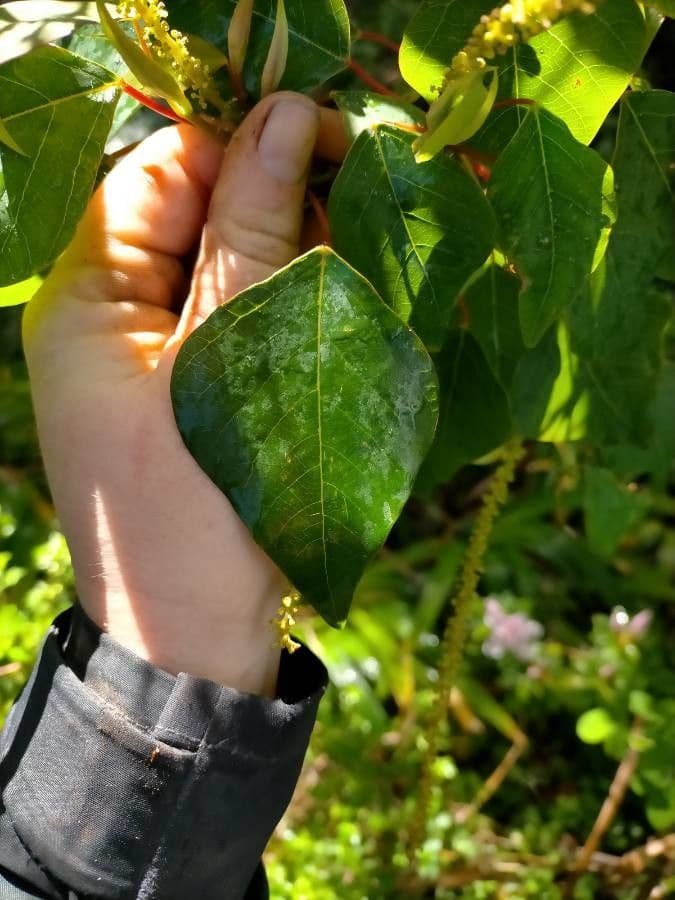 Homalanthus populifolius 20