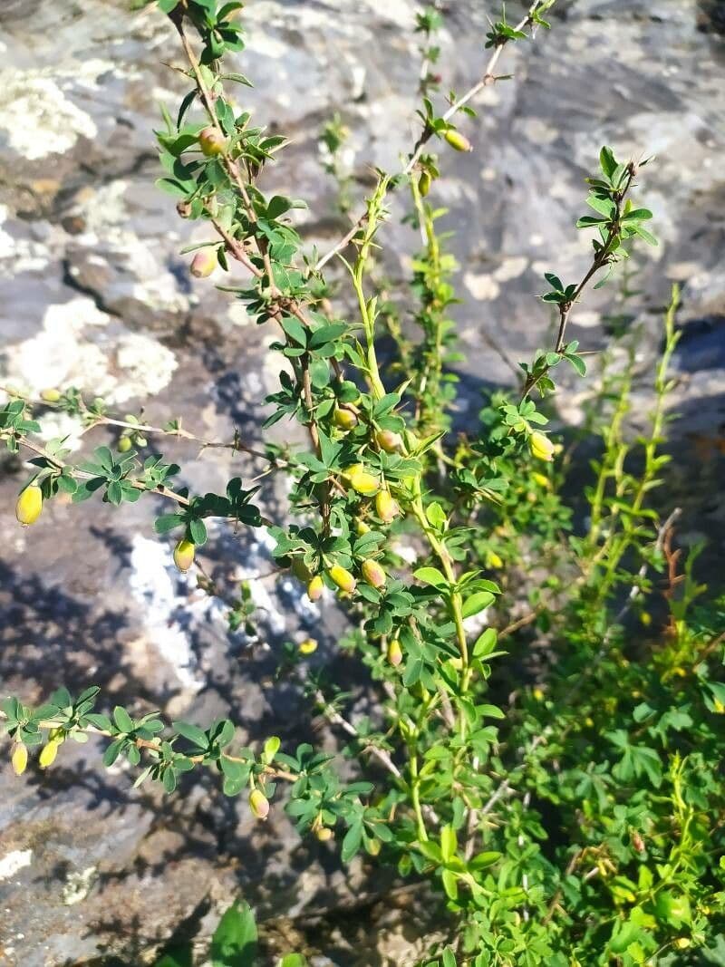 Berberys syberyjski 3
