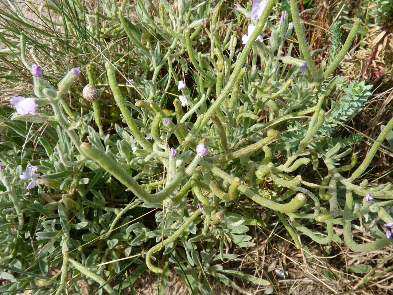 Ufer-Levkoye