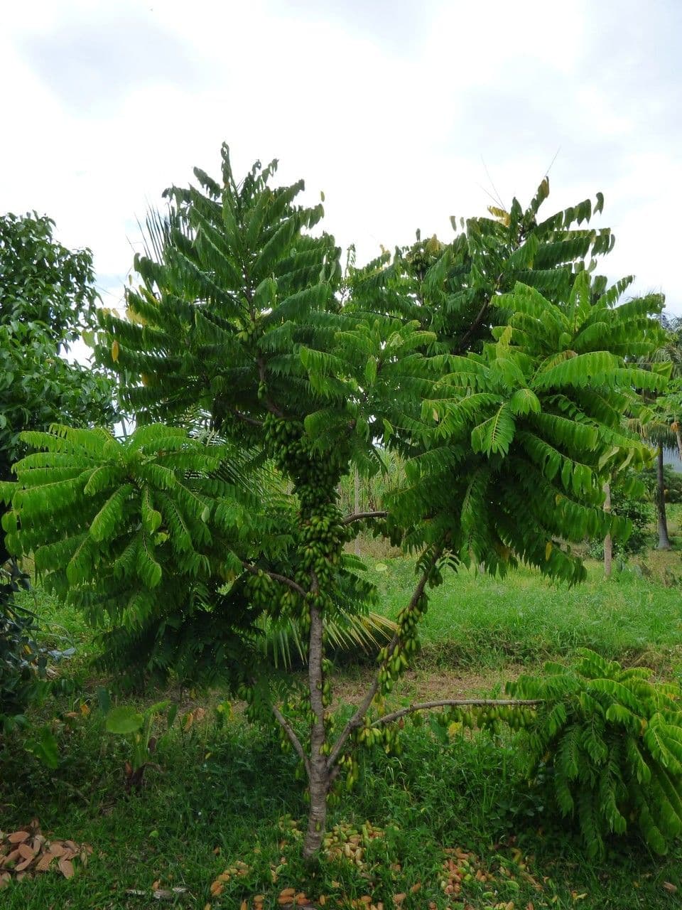 Bilimbi 13