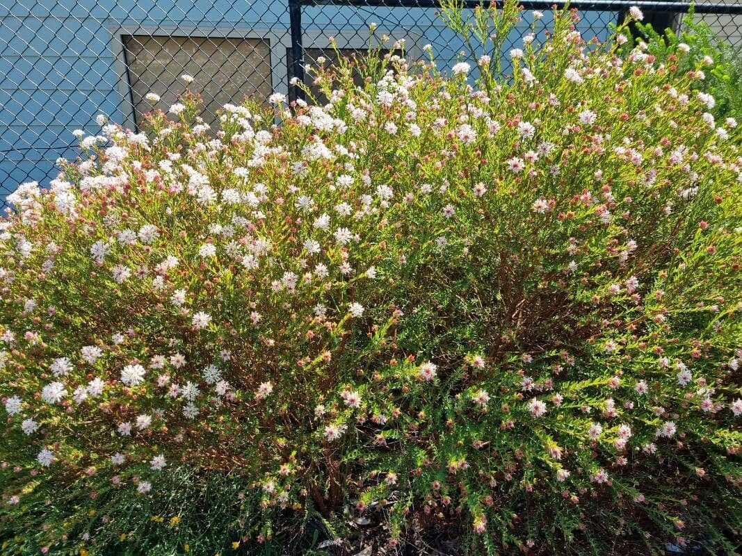 Pimelea 6