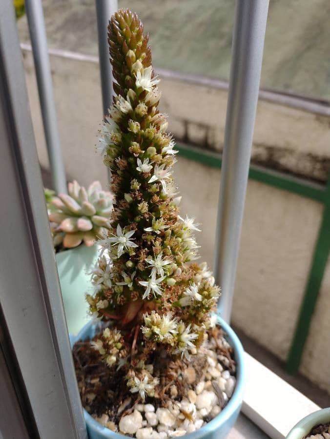 Orostachys giapponese 5