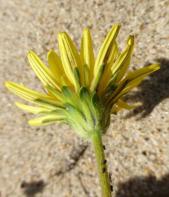 Agoseris apargioides 4