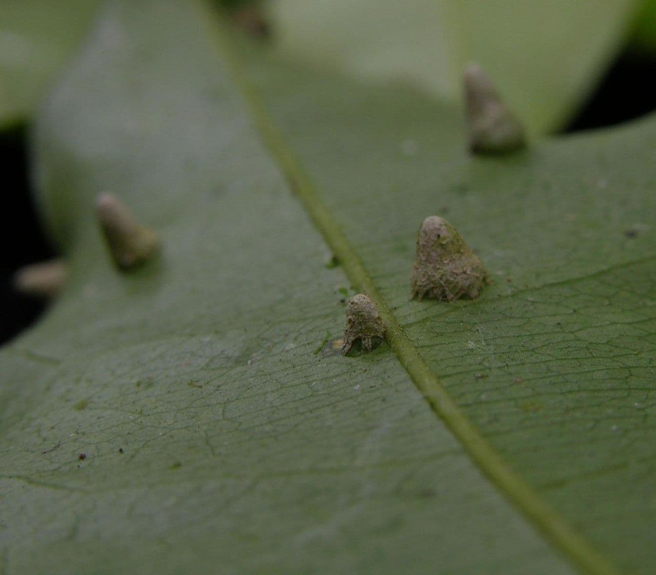 Drypetes variabilis 17