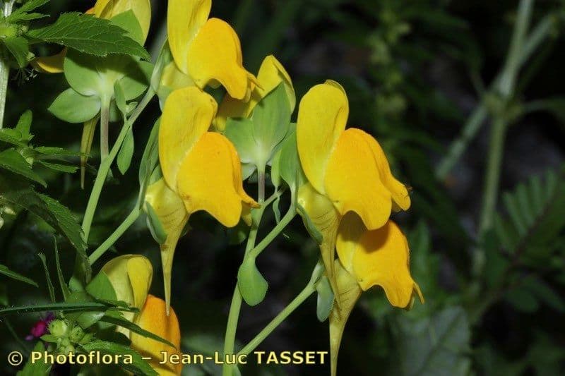 Linaria 4