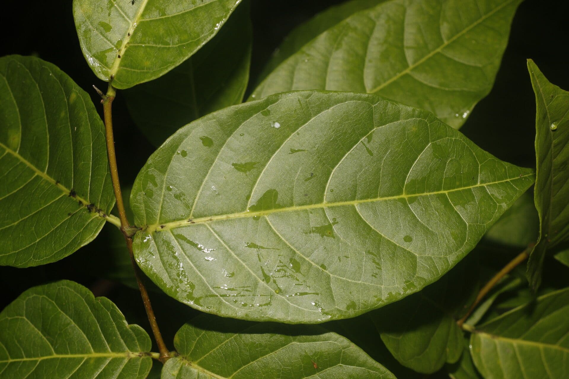 Forsteronia 6