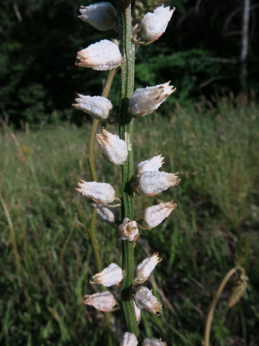 Aletris farinosa 4