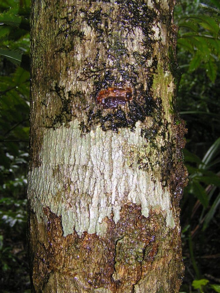 Thiollierea 15