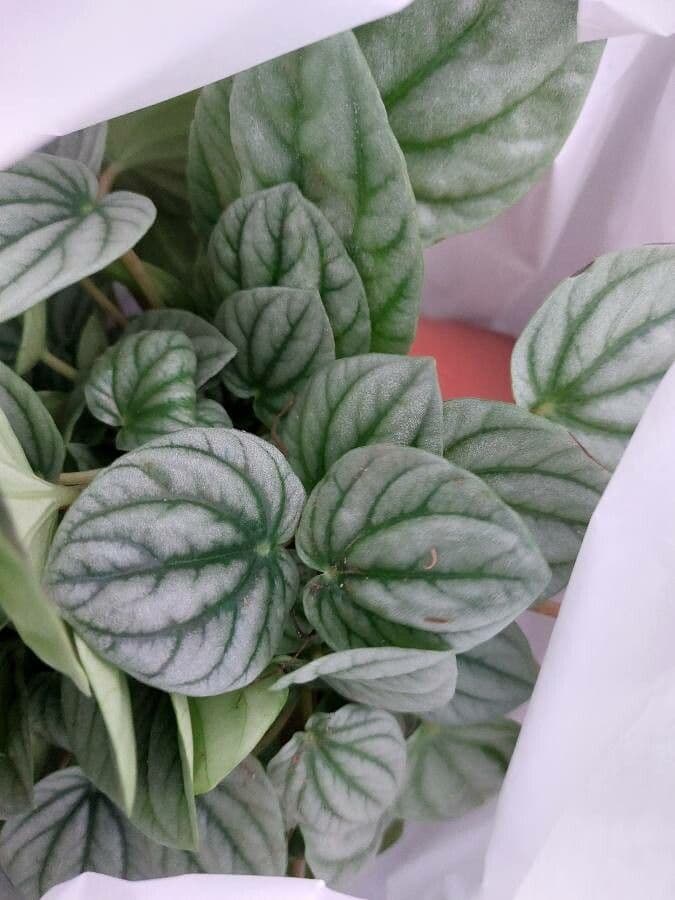 Peperomia a strisce bianche 11