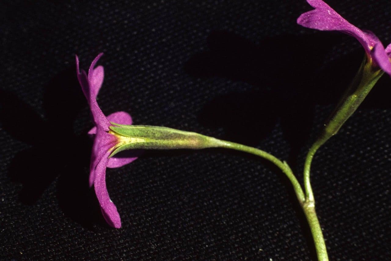 Primula 5