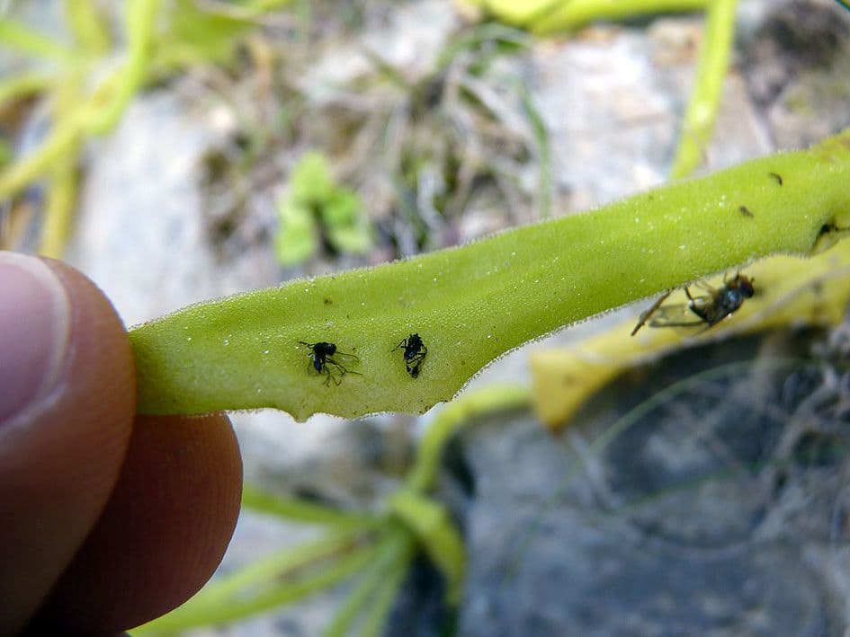 Pinguicula 18