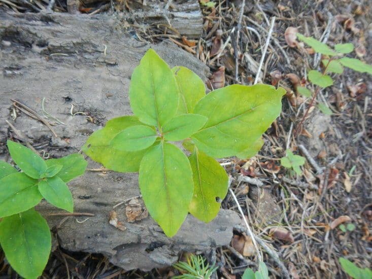 Penstemon 8