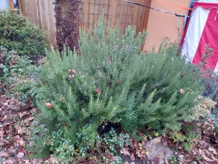 Rozmarýn lékařský 14