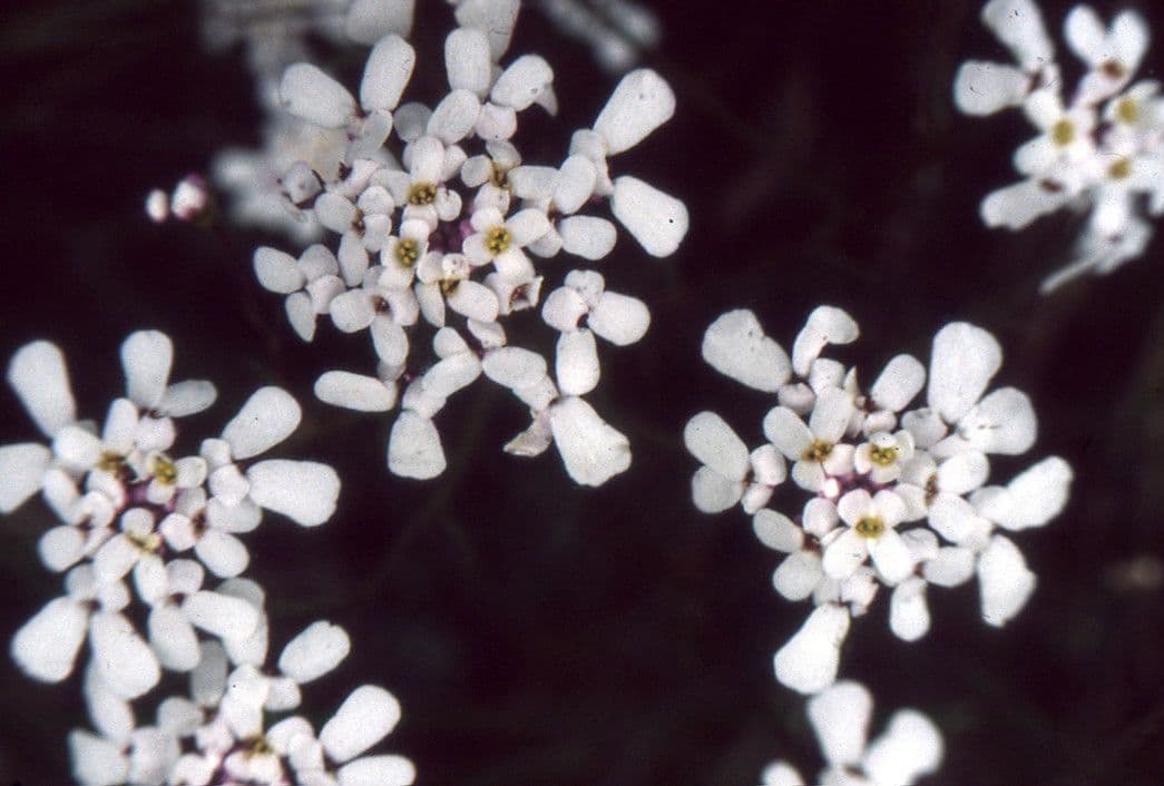 Iberis pinnata 9